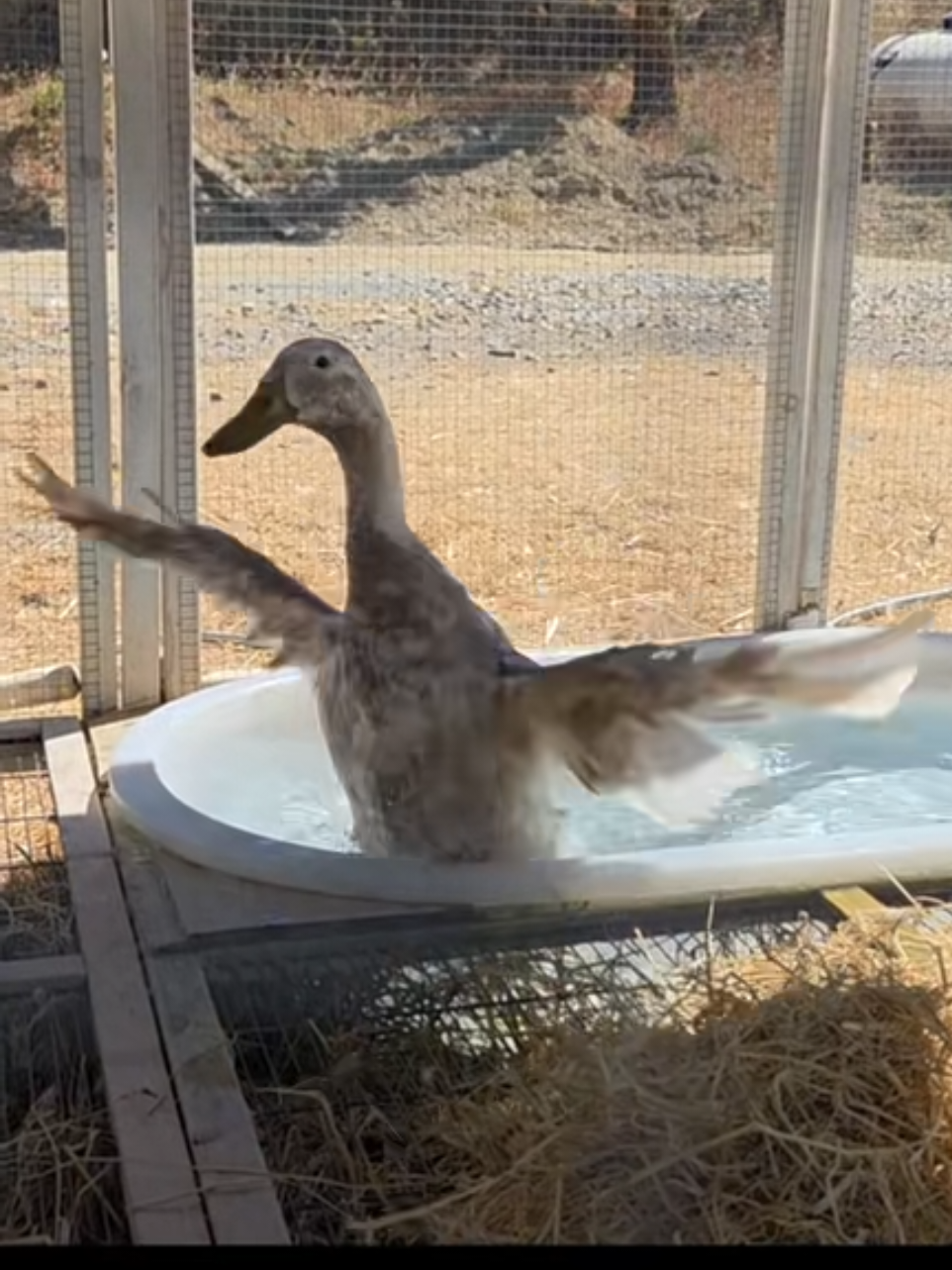 @Mother Duckers Homestead