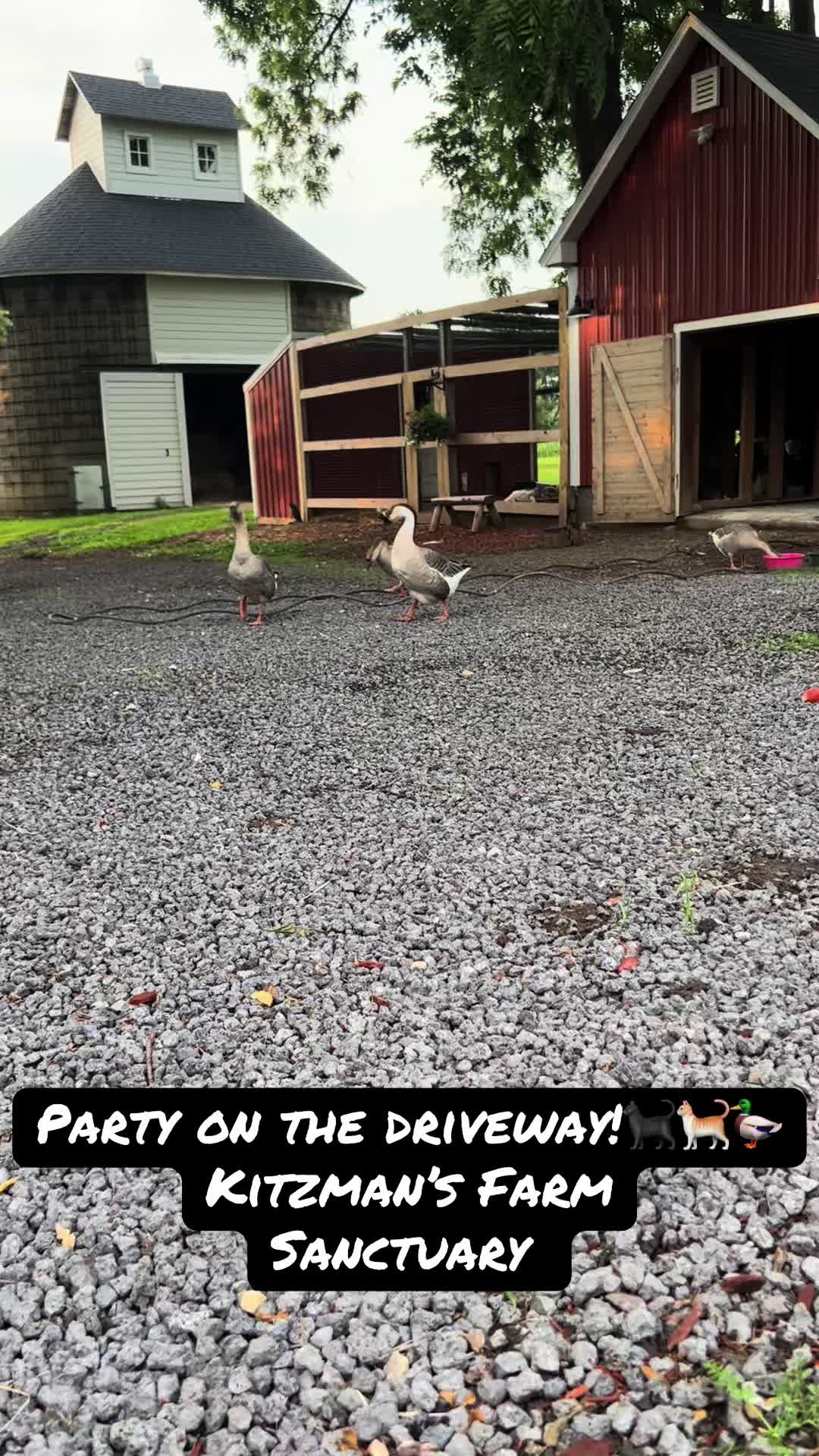 @Kitzman&rsquo;s Farm Sanctuary