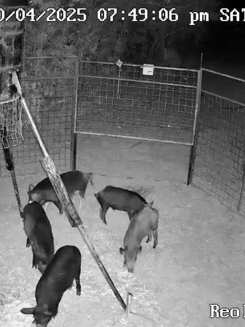 @Hog Brothers Custom Hog Traps