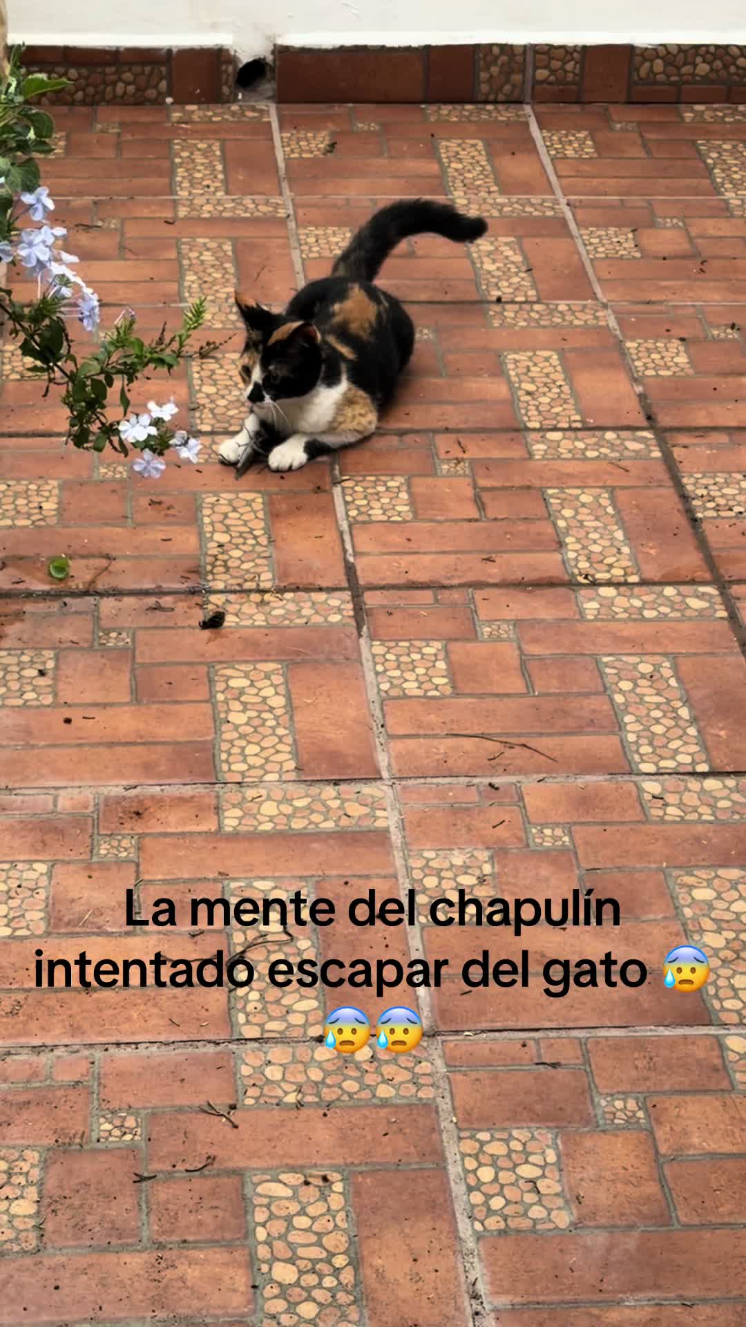 @Dog’s life 🐕