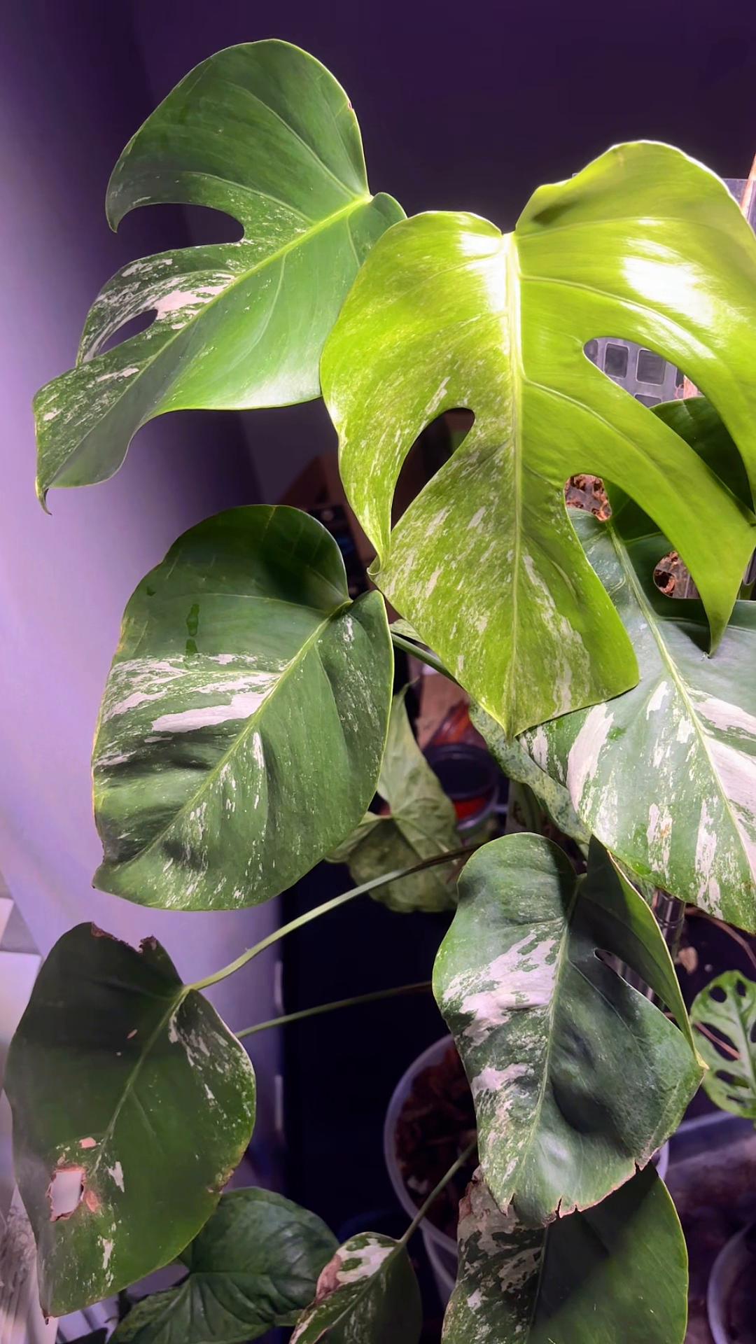 @greengirlgardens