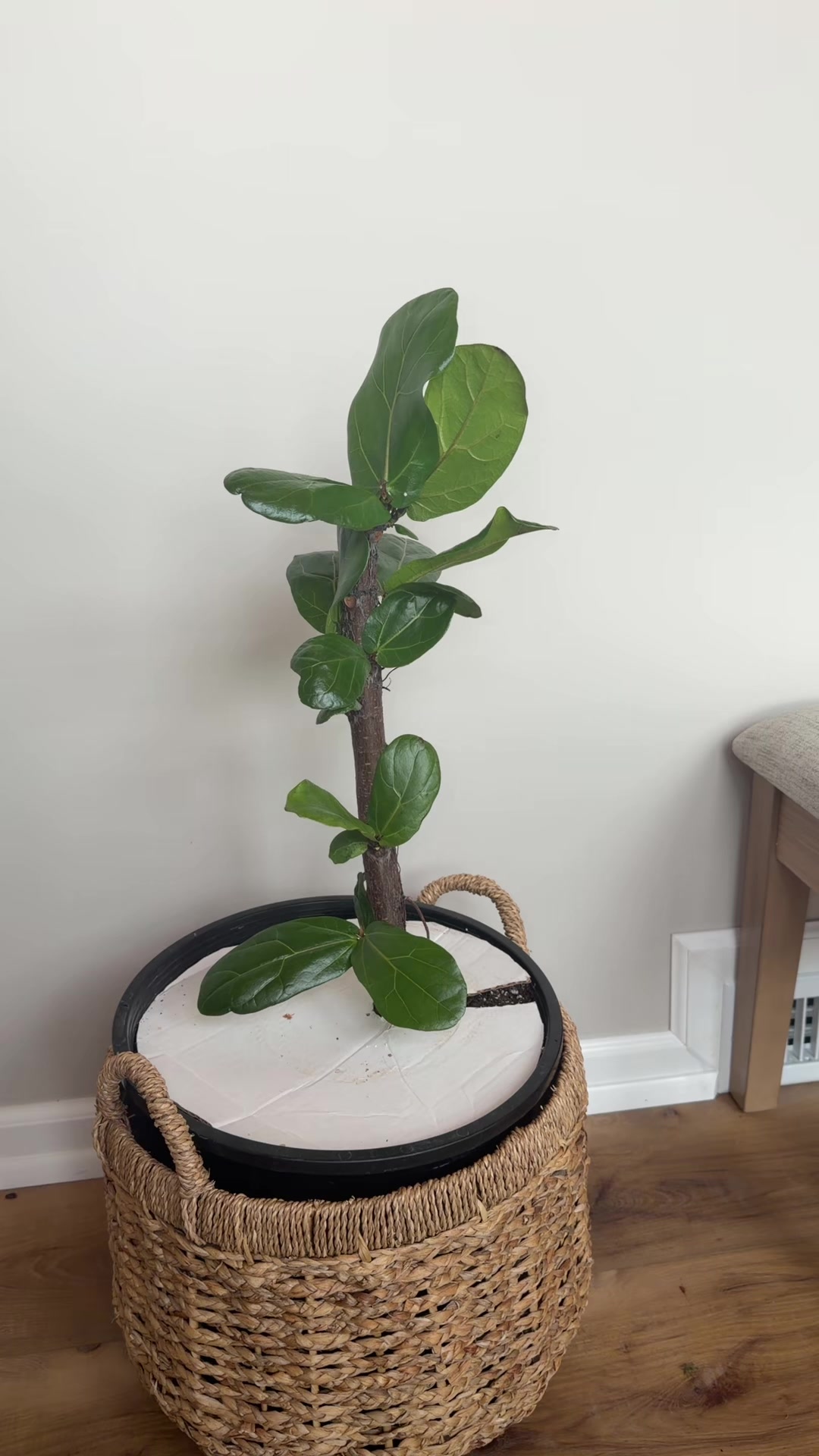 @Plantpusherr