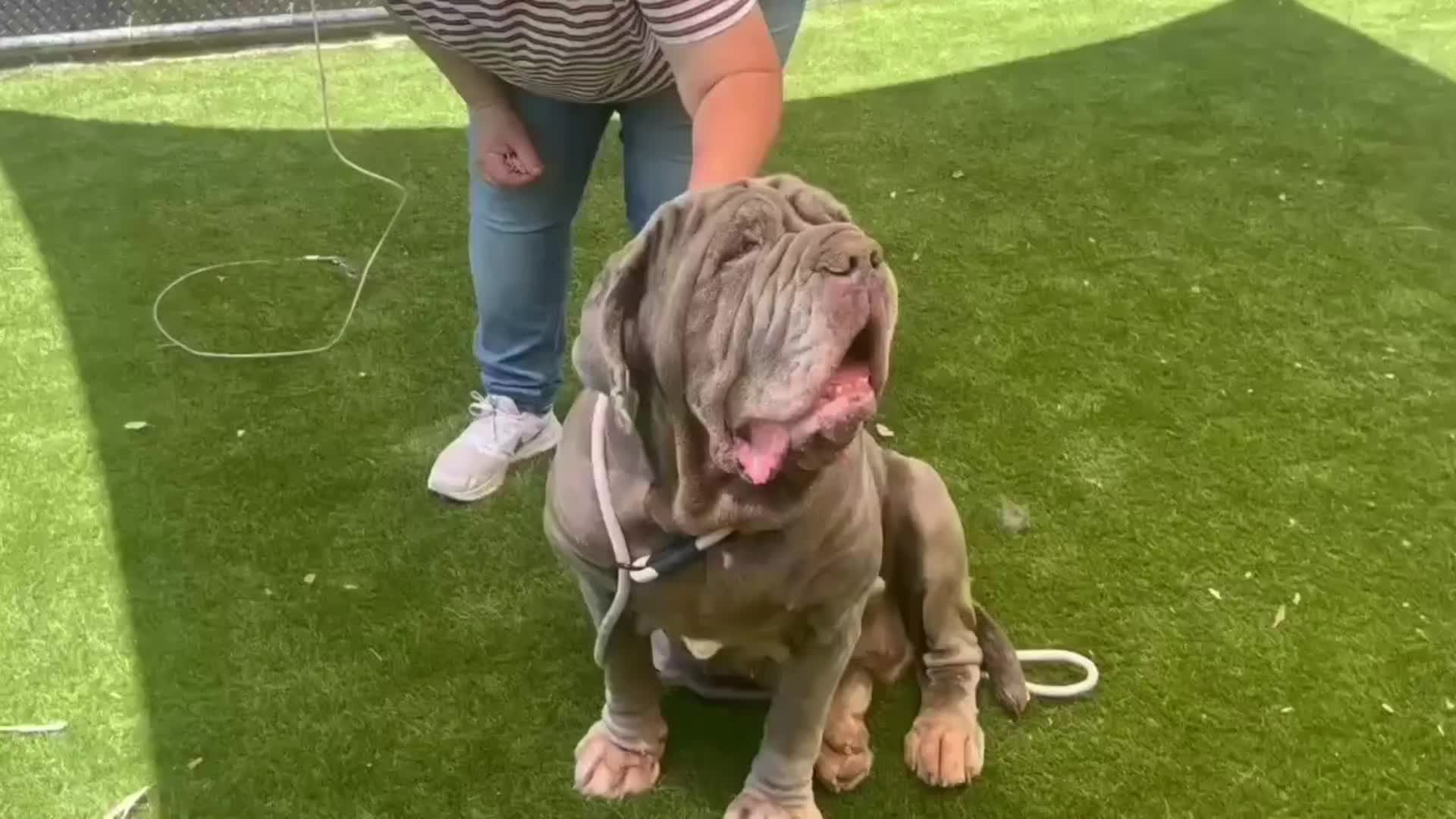 @Cane Corsos