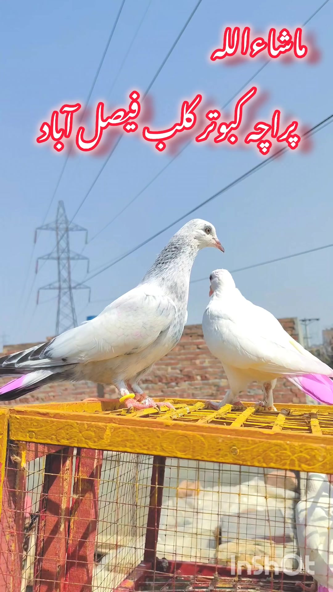 @پراچہ کبوتر کلب💪💪