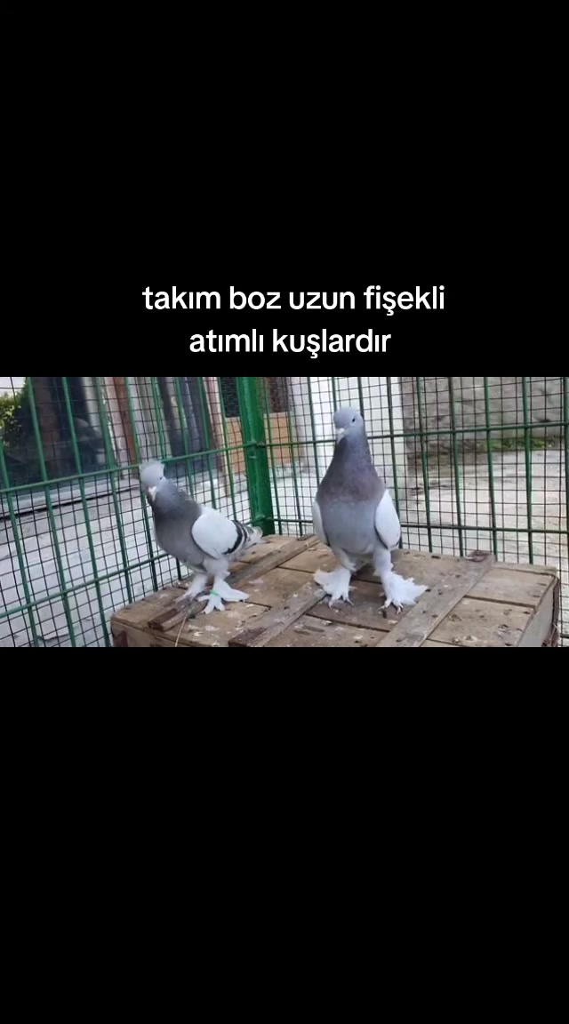 @huseyinsagir