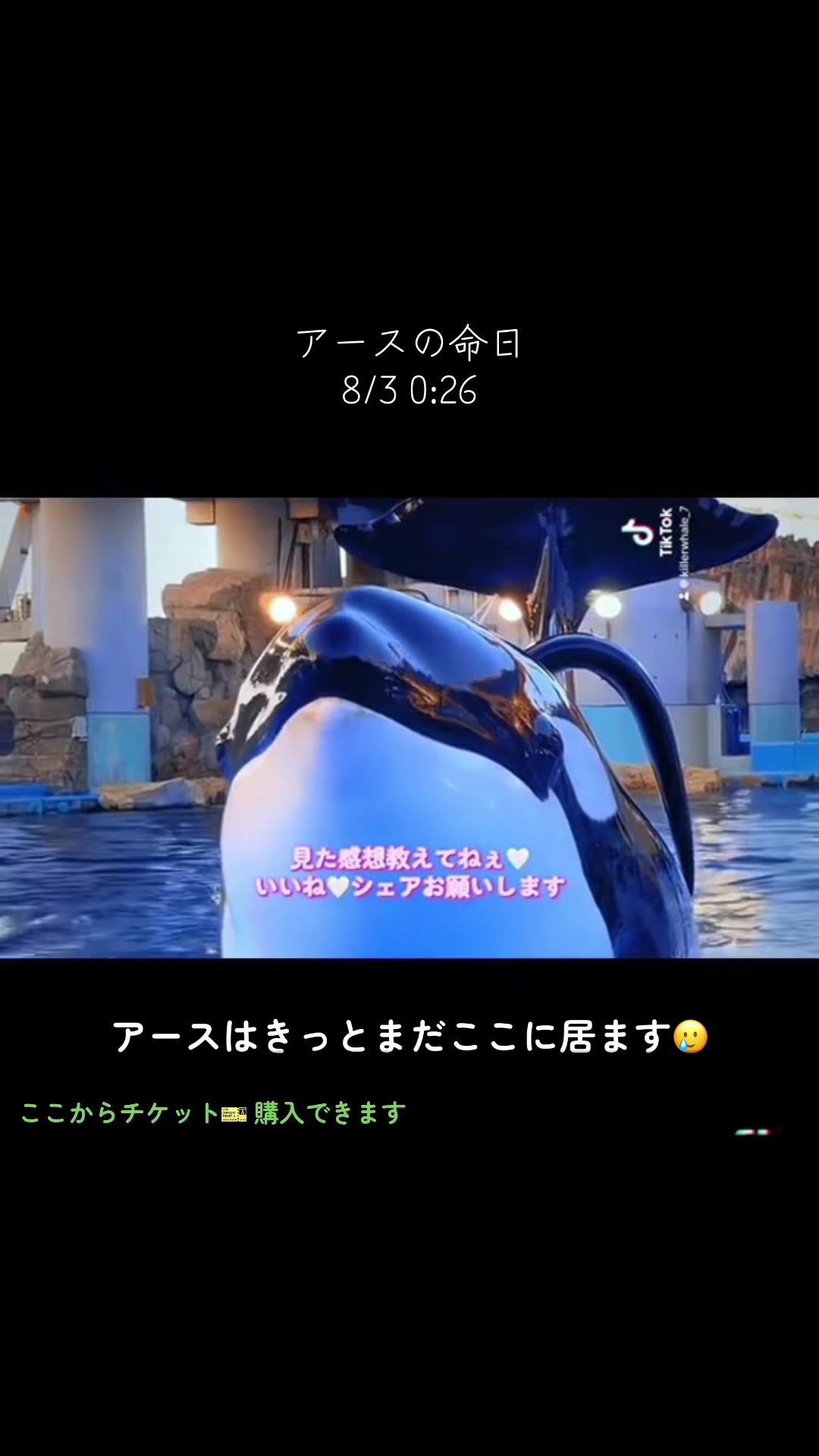 @️シャチが癒し️🌈️️🫧