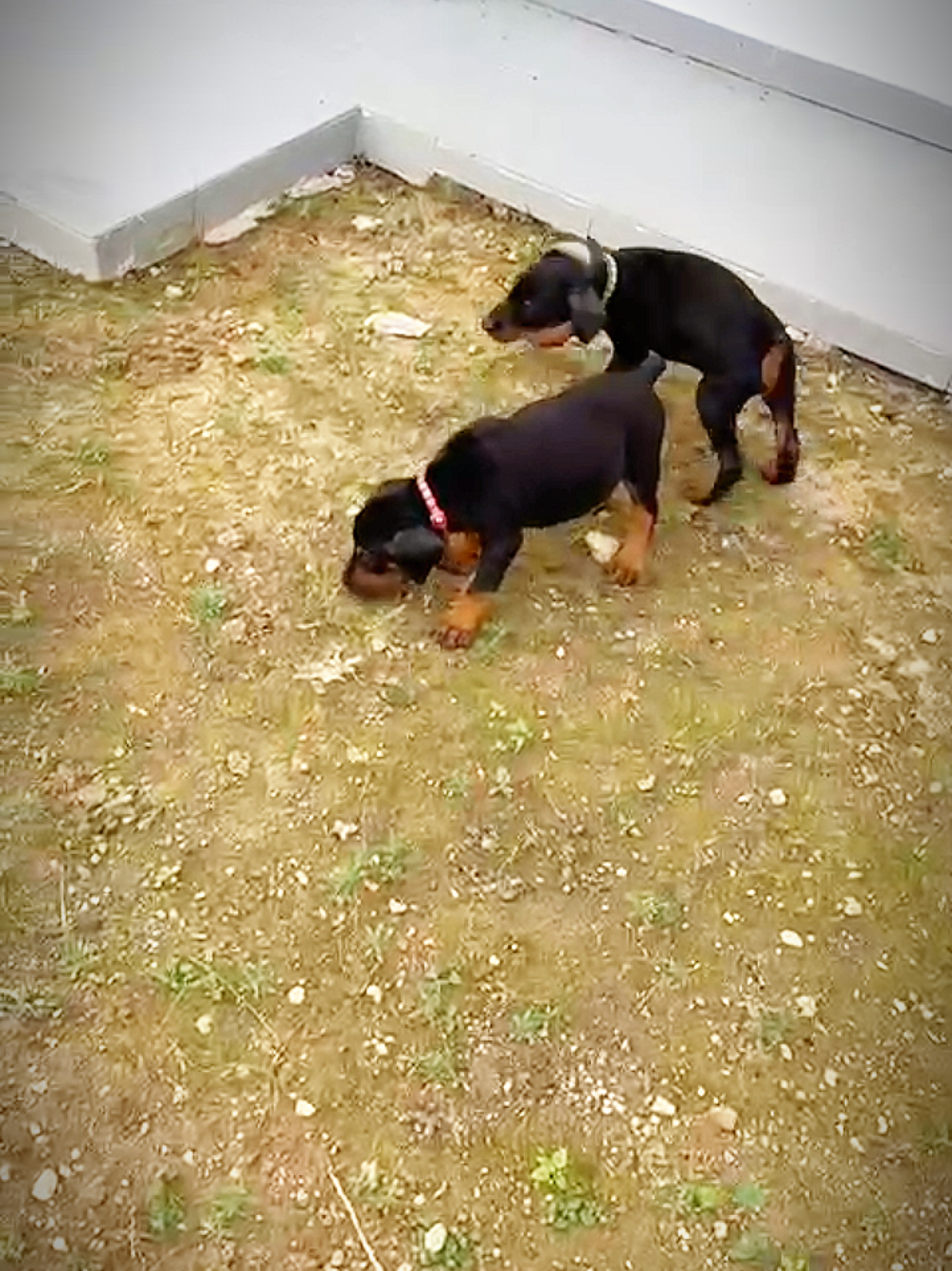 @Bamboozler kennel