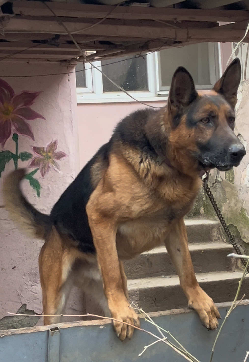 @💥K&ouml;rpe Kennels💥