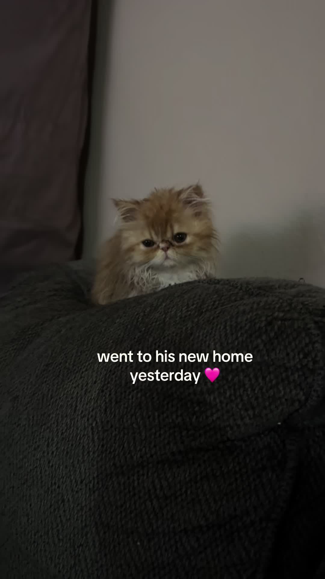 @henryetta.the.cat.lady