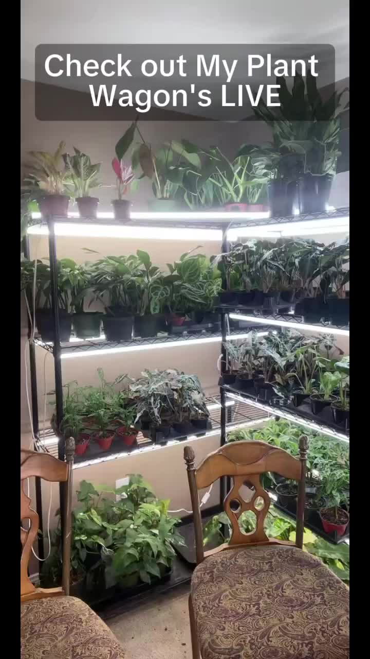 @JT Plants 🪴