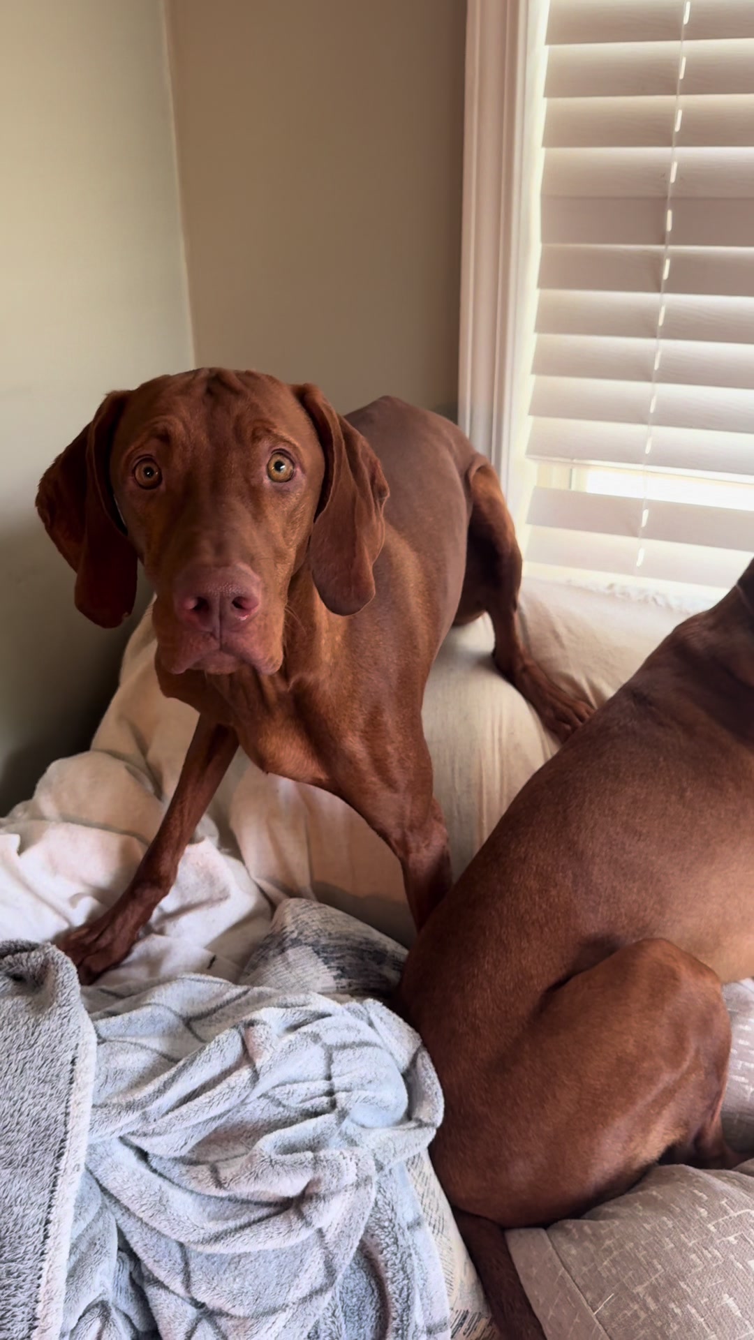 @Tycho the vizsla