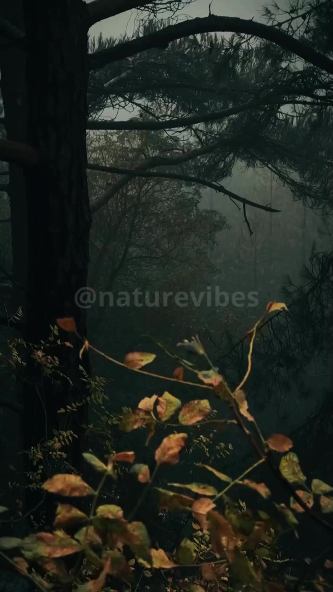 @Nature Vibes
