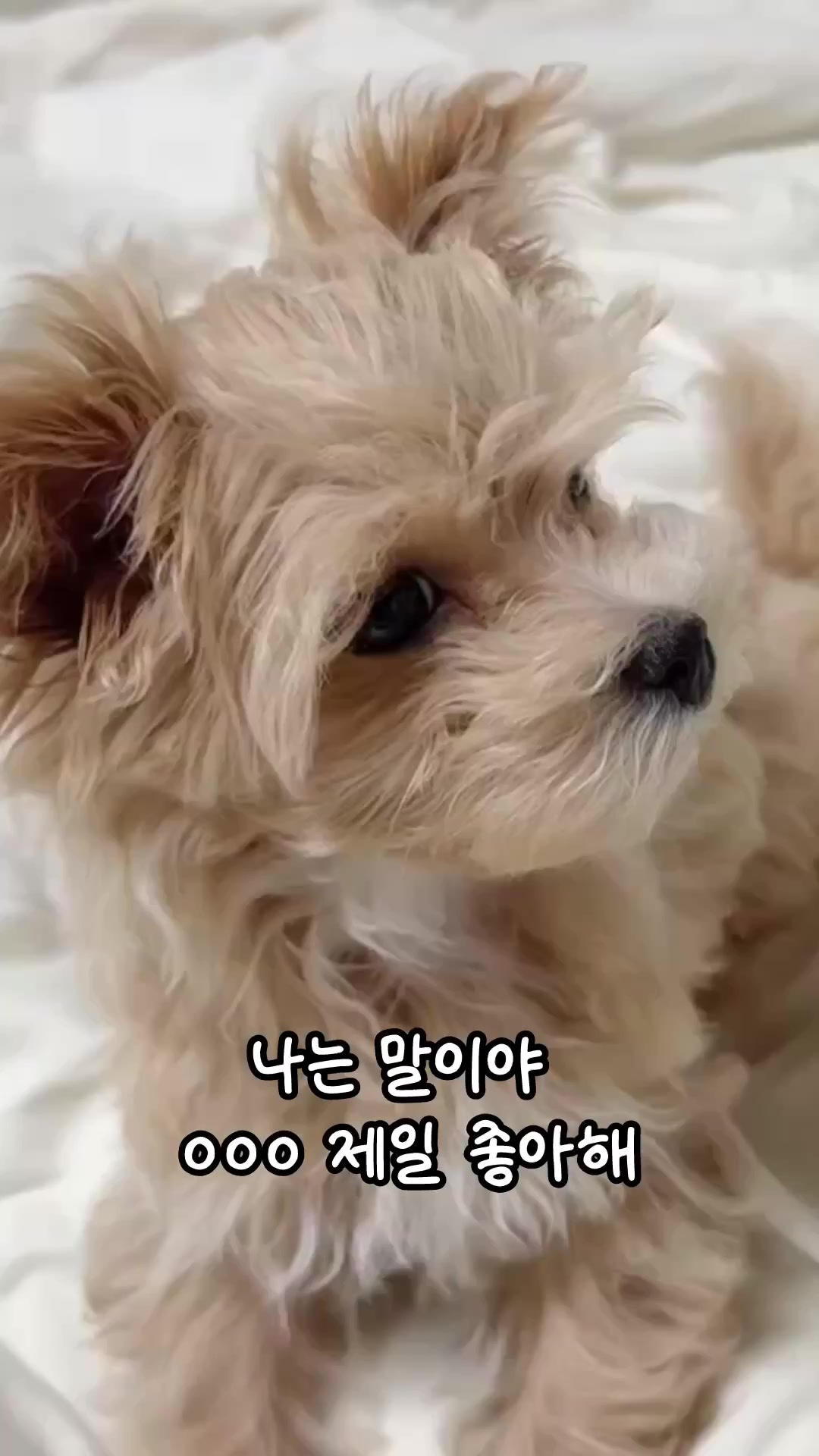 @말티푸 하루 🐾🐶