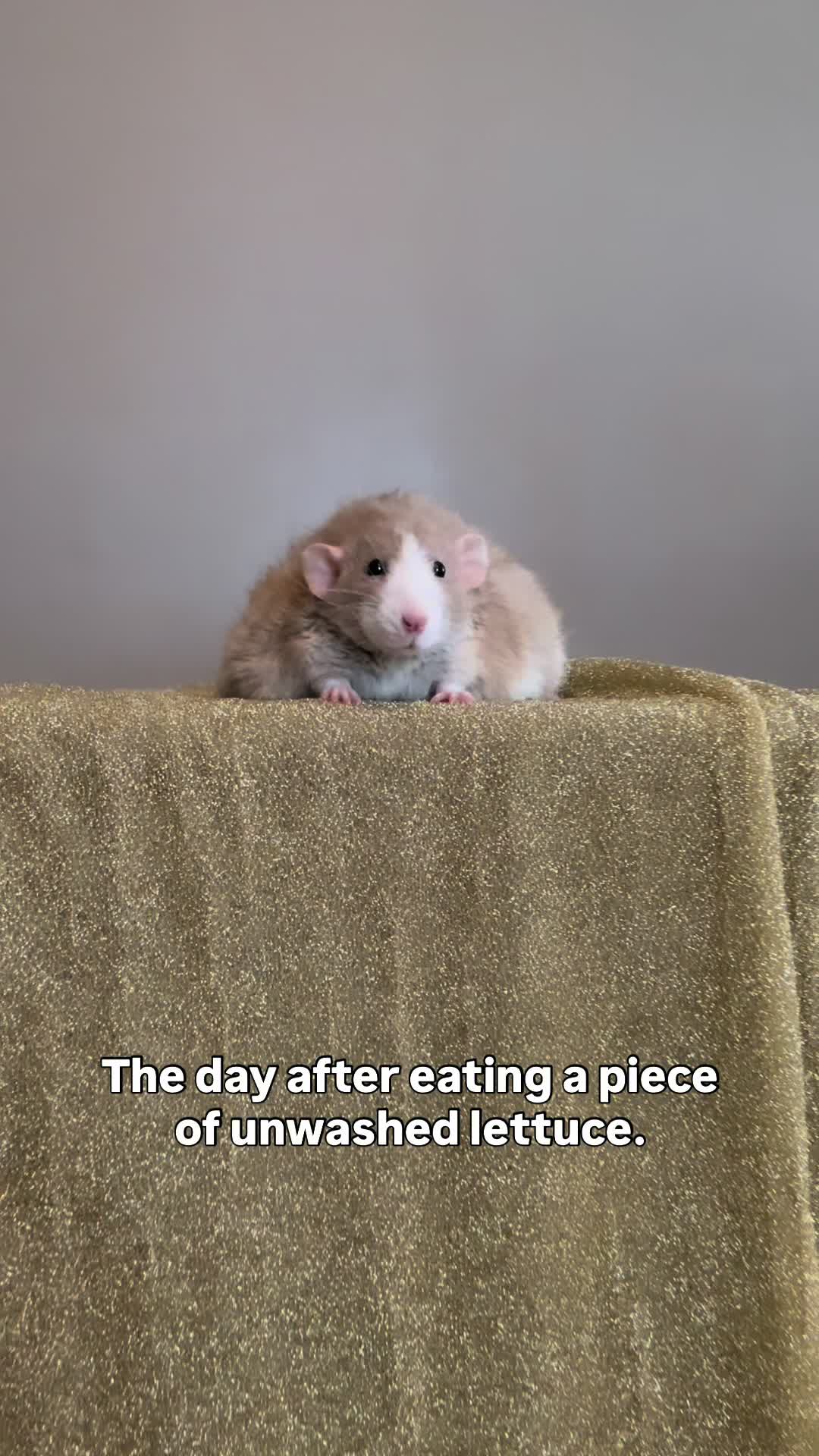@RatsHaveFeelingsToo
