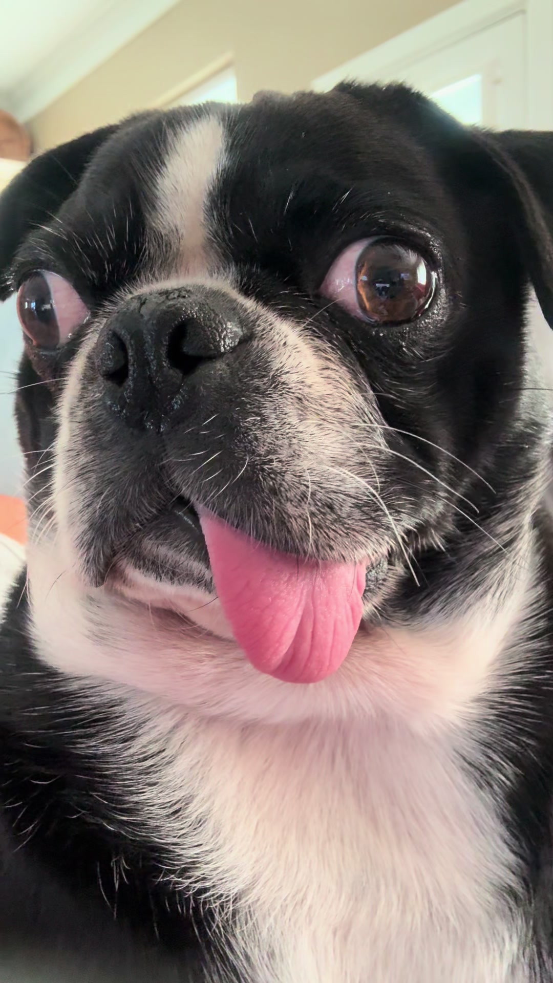 @ThreeCrustyPugs