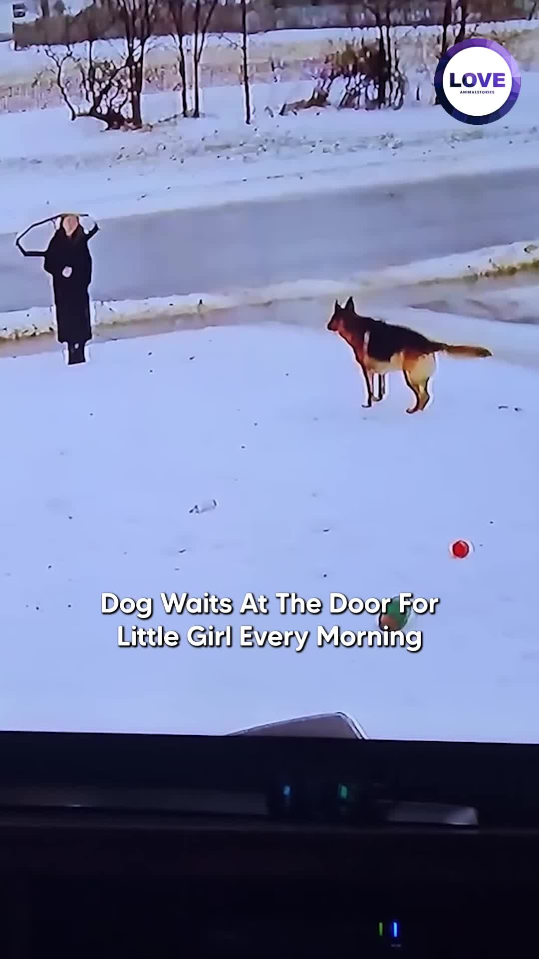 @Animals Stories