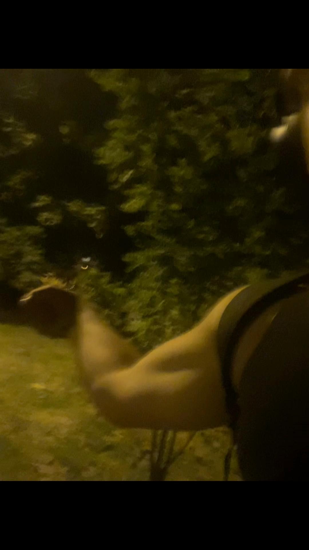 @poximichim