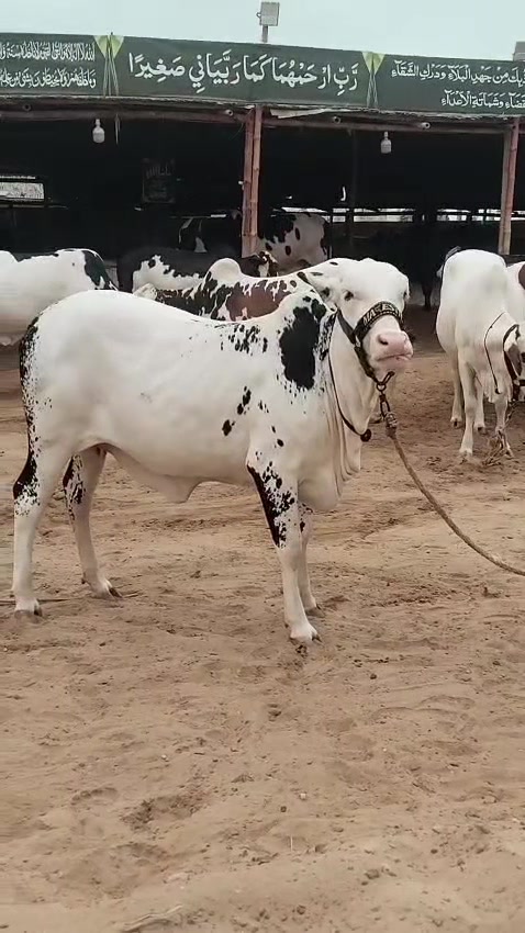 @MAJESTIC CATTLE & GOAT FARM
