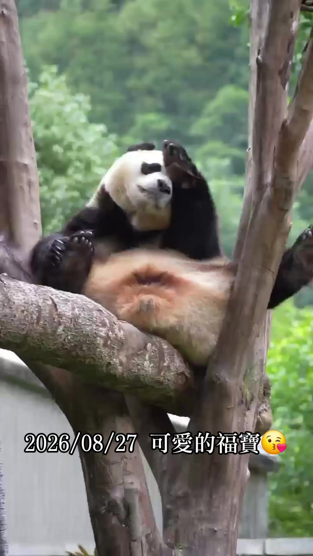 @福寶需要愛的抱抱