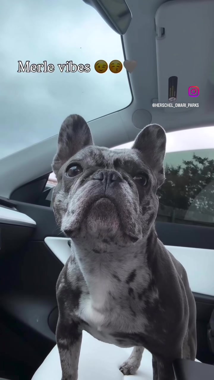 @Fly Lil Frenchie From OKC