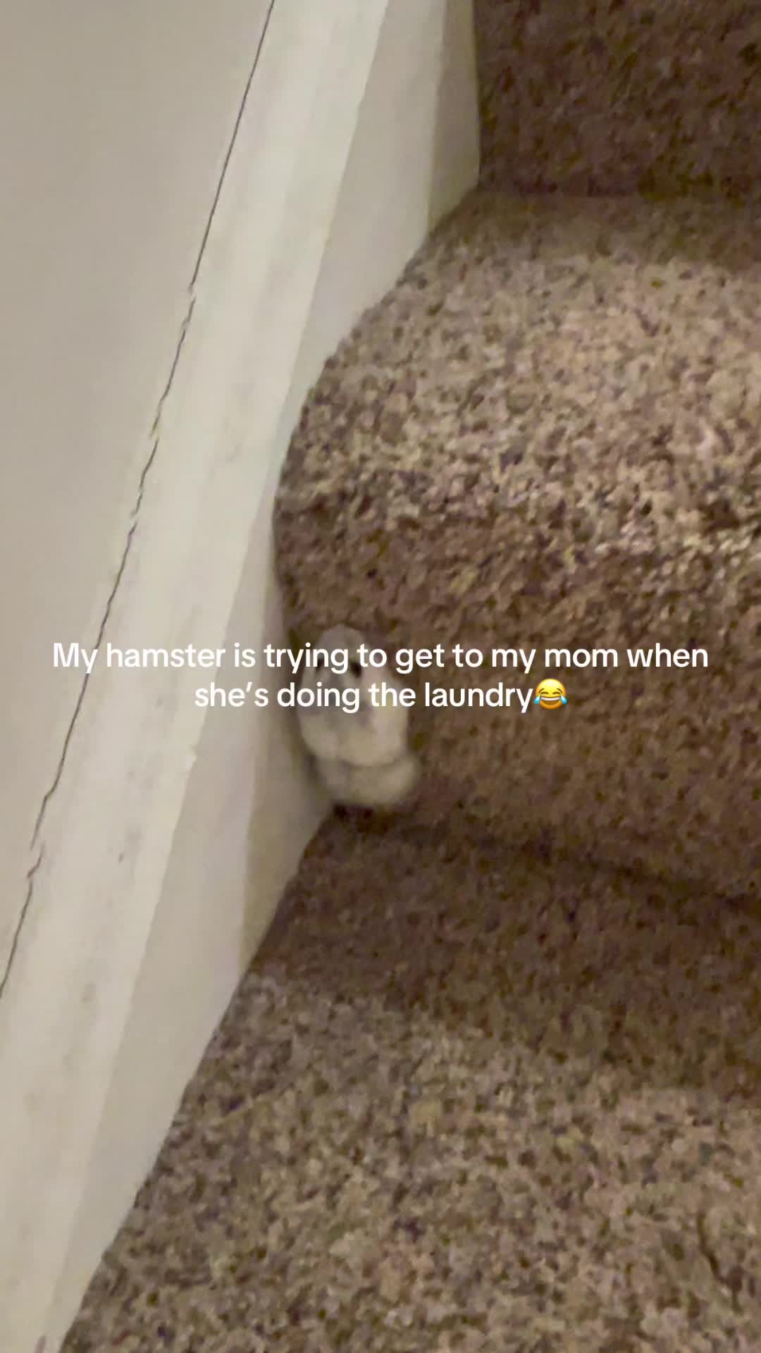 @MoChi&CoCo