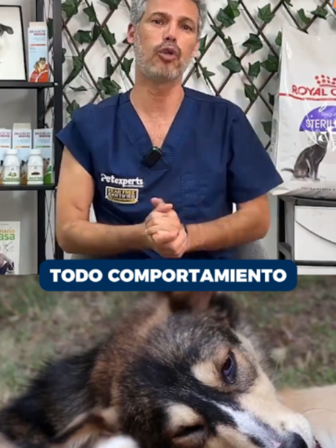 @Pancho Cavero