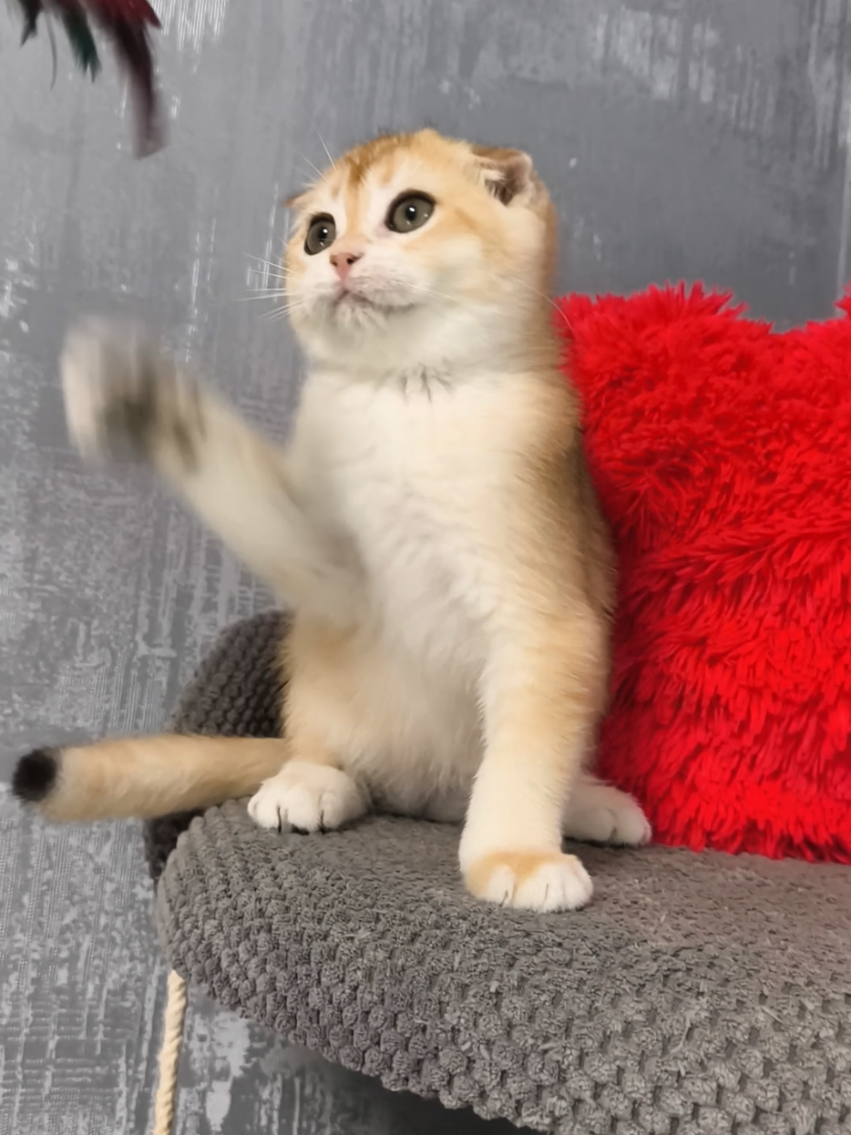 @Кошенята шотландські 😻