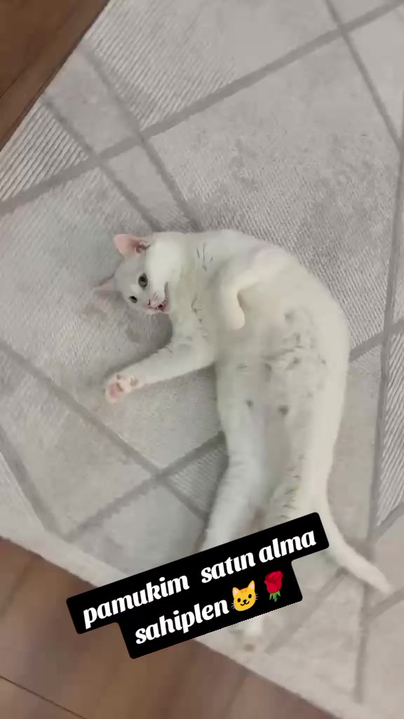@UMUT BEKLEYEN PATİLER, 🐶💕🐱?