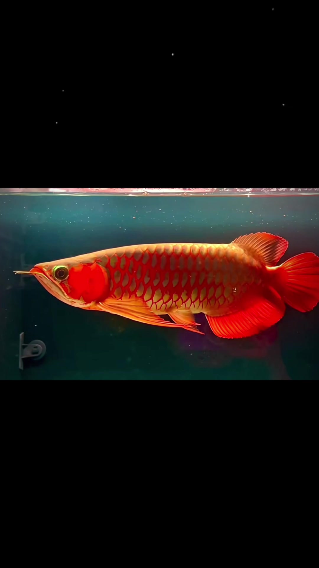 @網上看魚