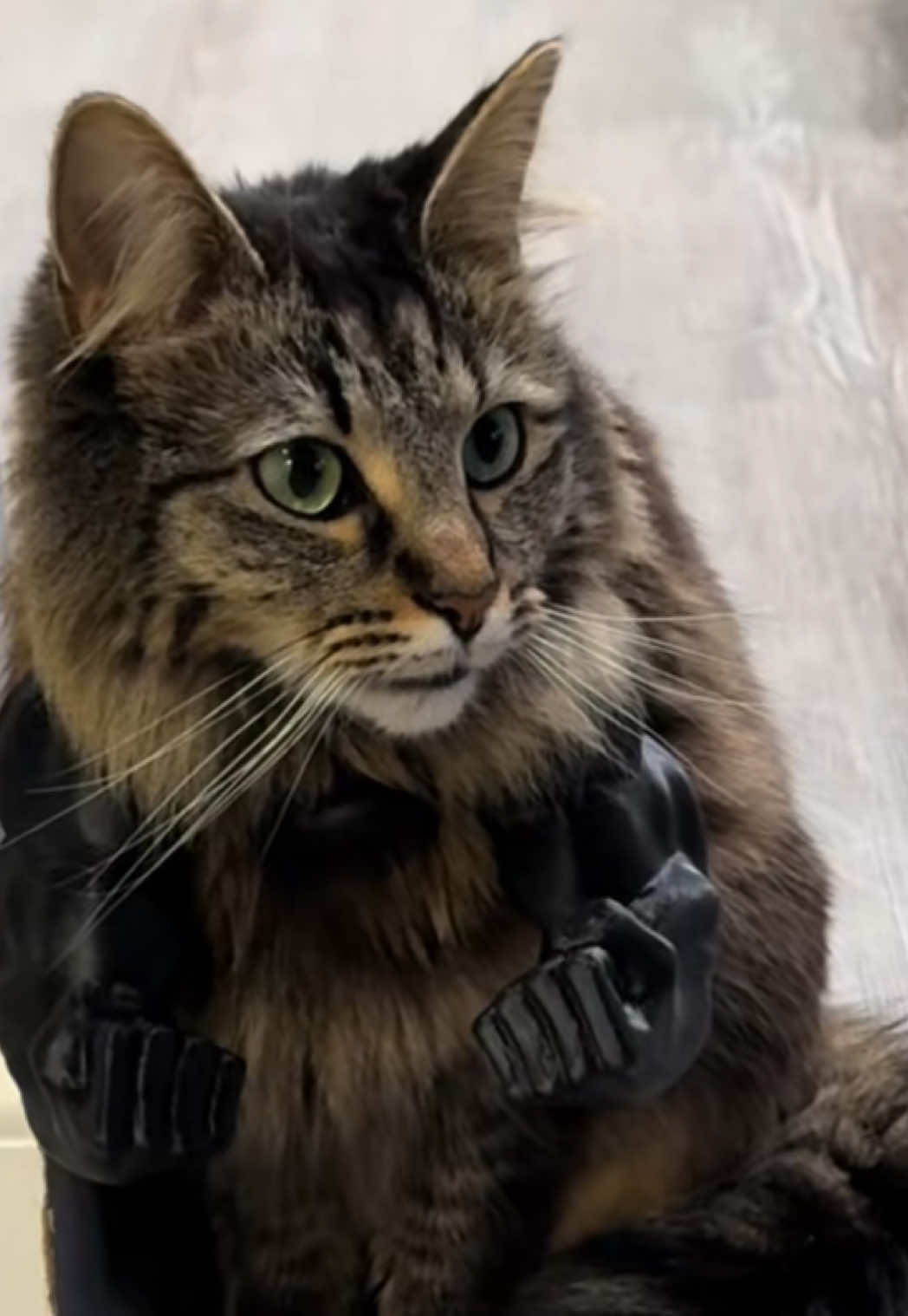 @RoxySnowballCatDrama