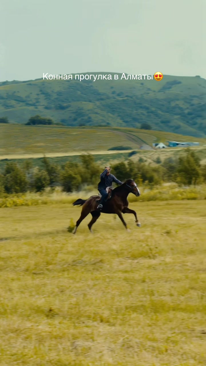 @tulpar_horses