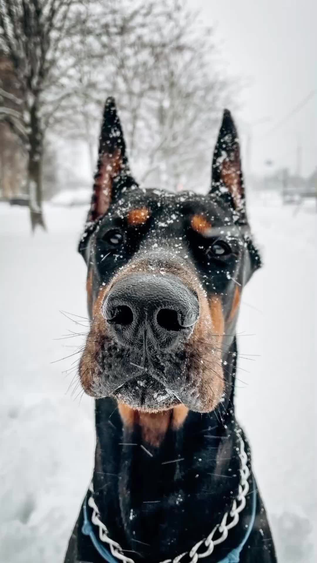 @🐾доберман бруно🐾