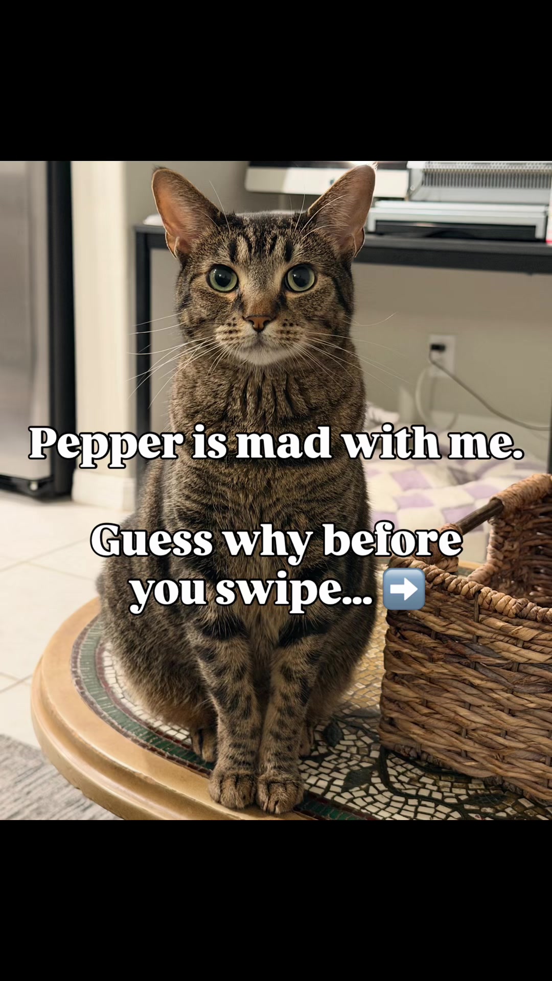 @Pepper the Rescue Cat 🐈⬛