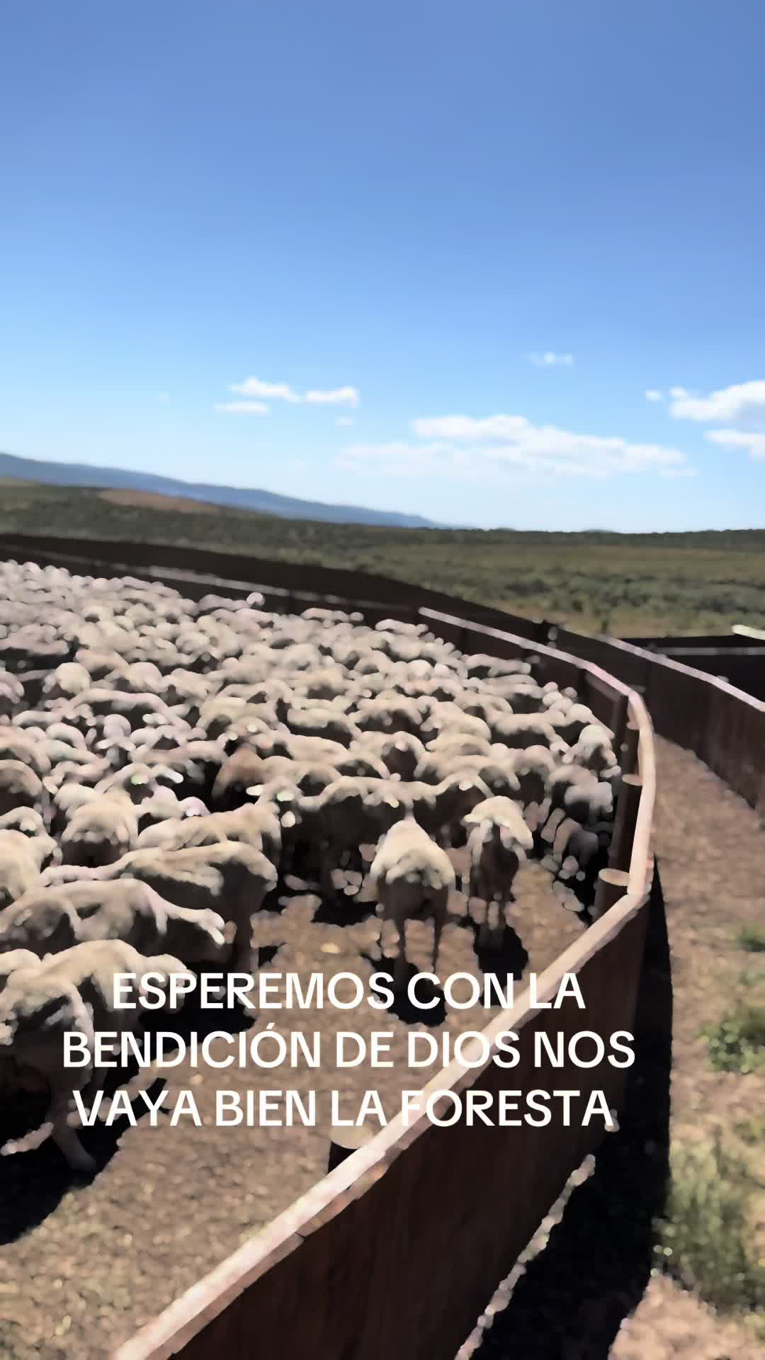 @papuchito 👨🌾🫏