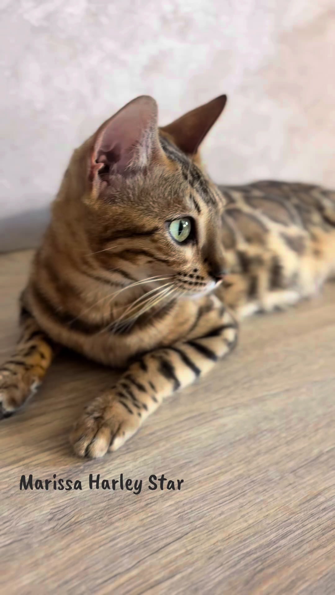 @Cattery bengal cats