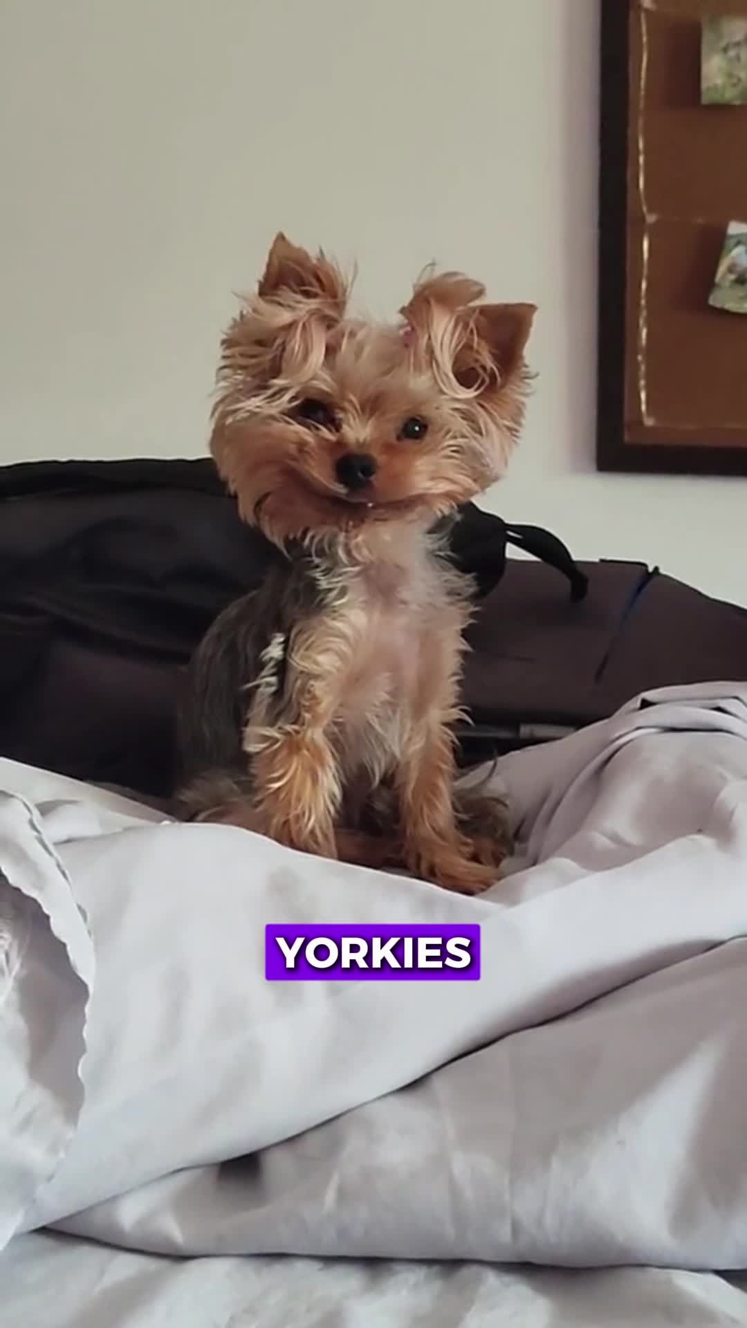 @PawblemsDaily