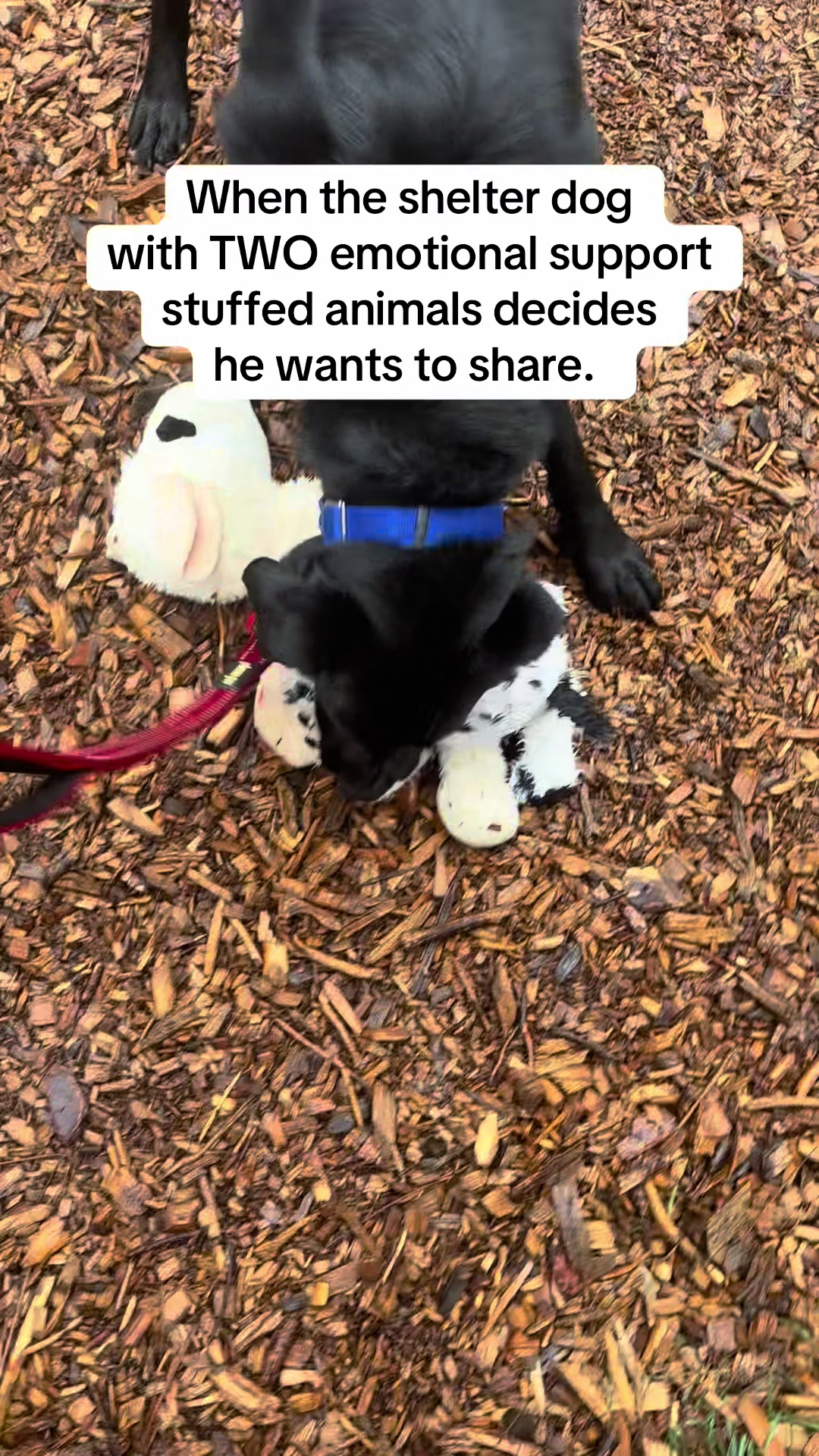 @LittleDog&Bogie