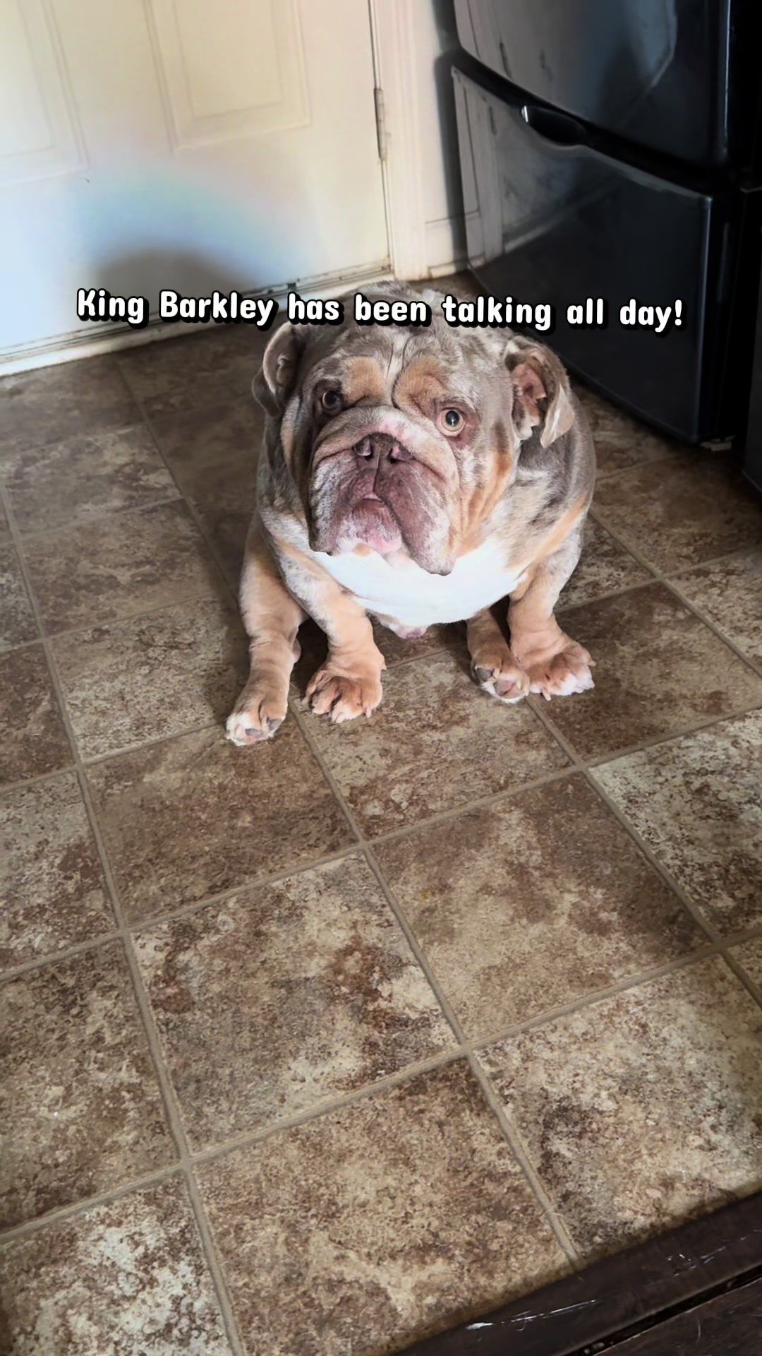 @barkleythabulldog