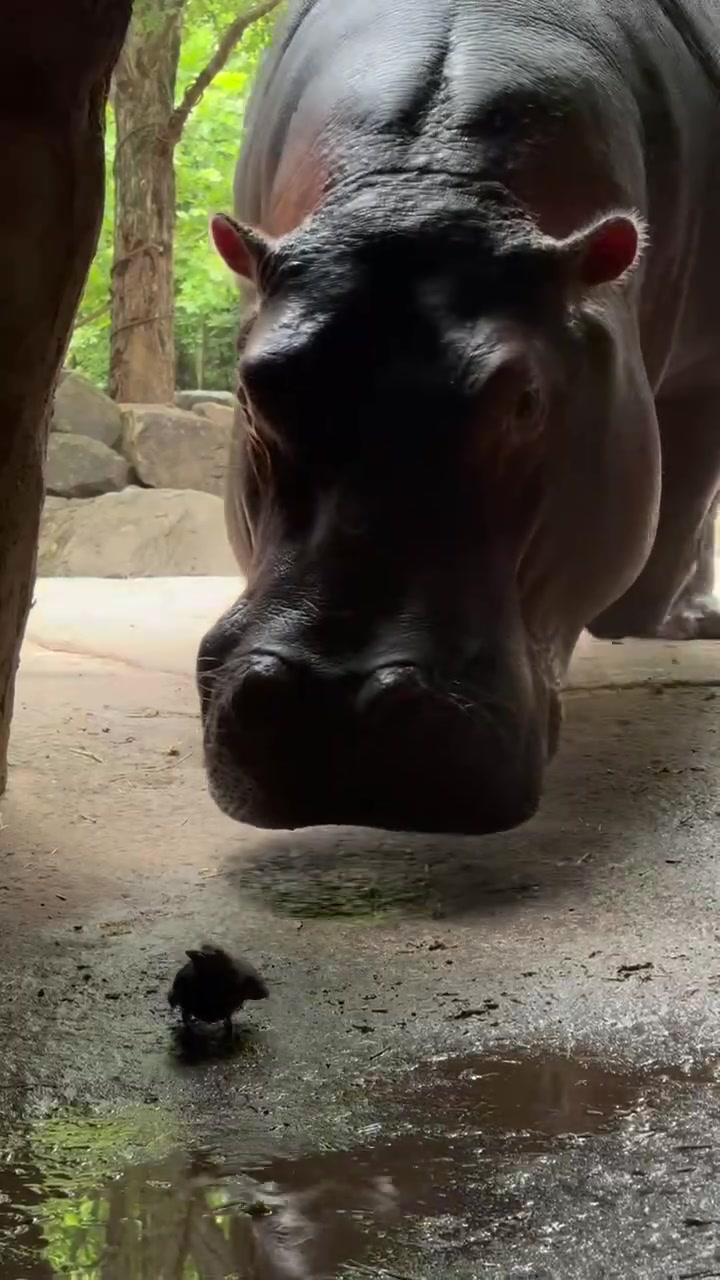 @Cincinnati Zoo