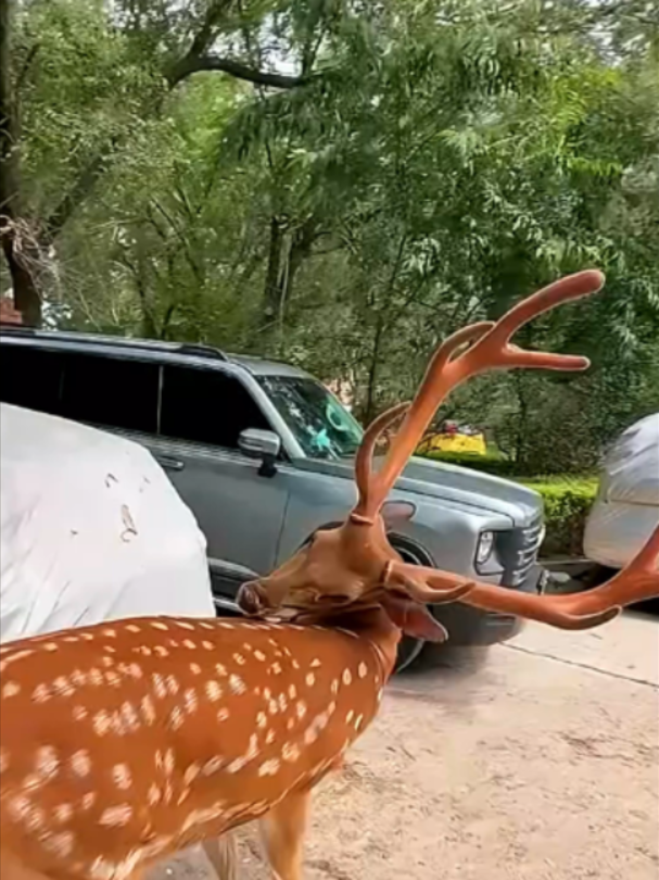 @Mundo dos Animais