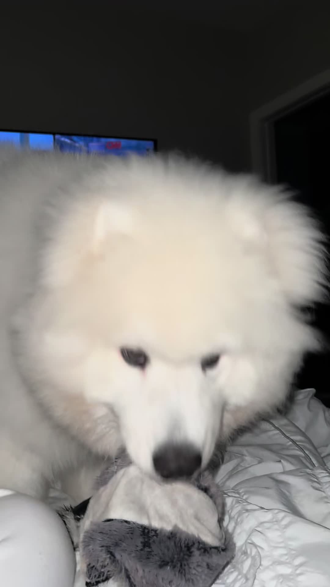 @Mishka the Samoyed
