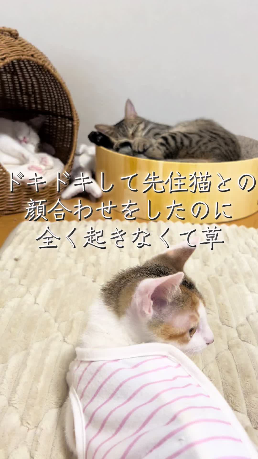 @ふくらんうみ🍶