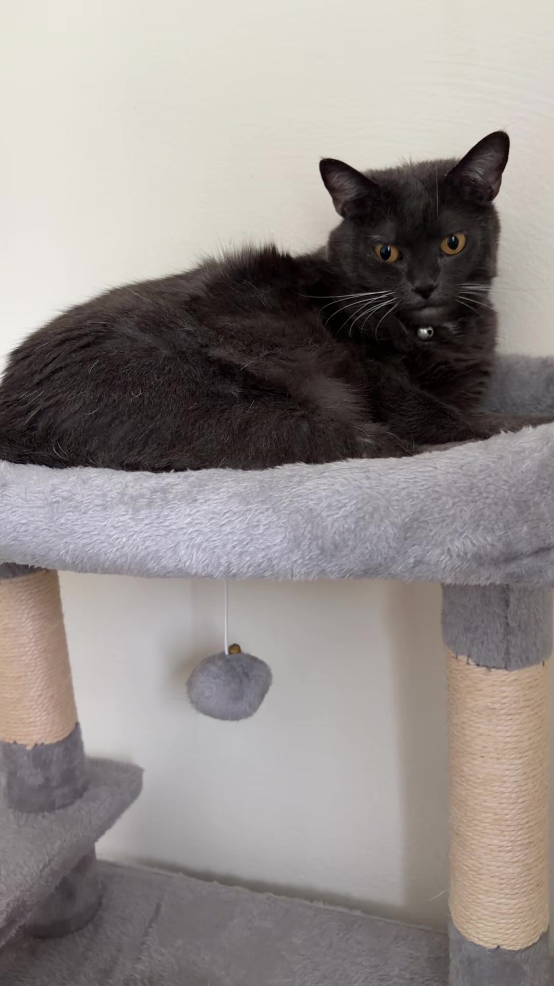 @zeldathecutecat