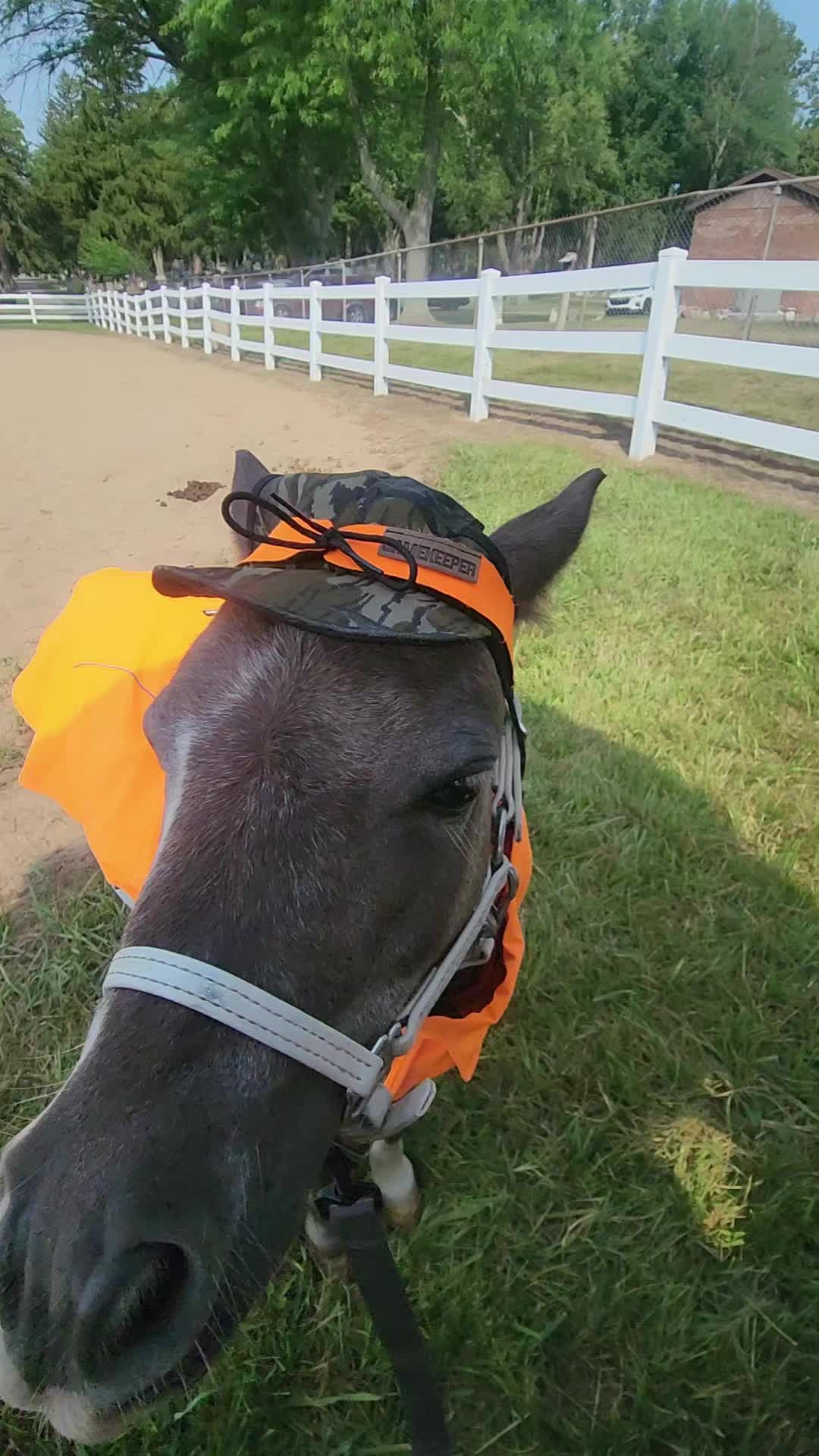 @minihorsemomandtrainer🐴🐴🐴🐴