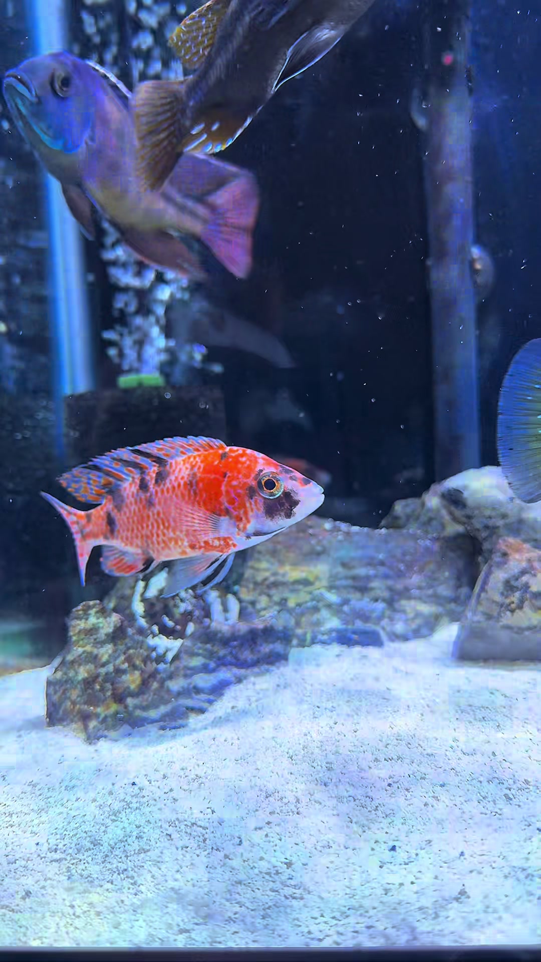 @Cichlid Adventures