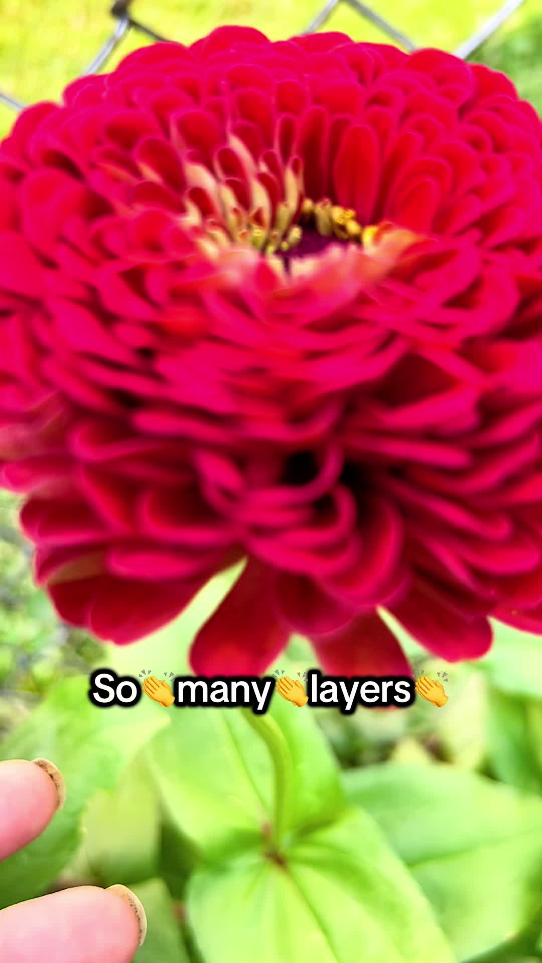 @District Gardening