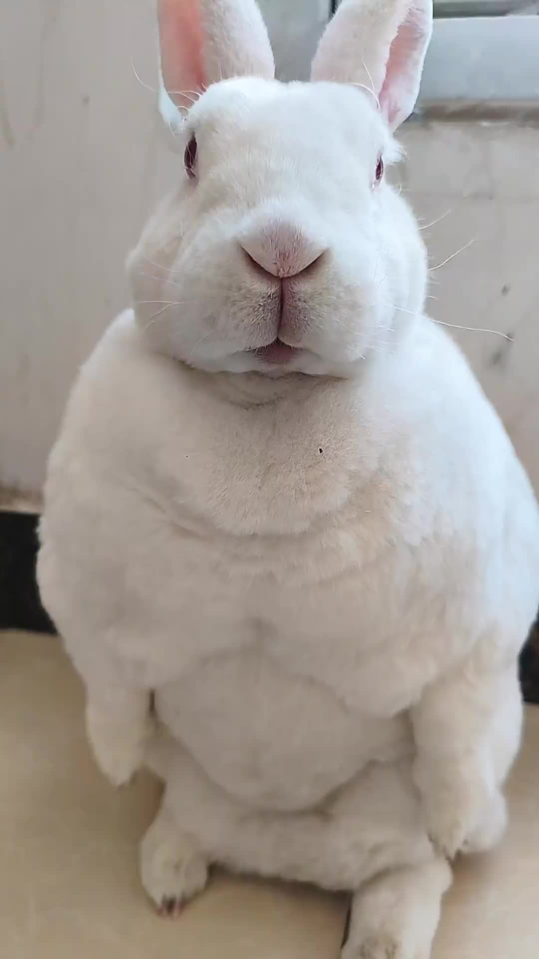 @RabbitNow19