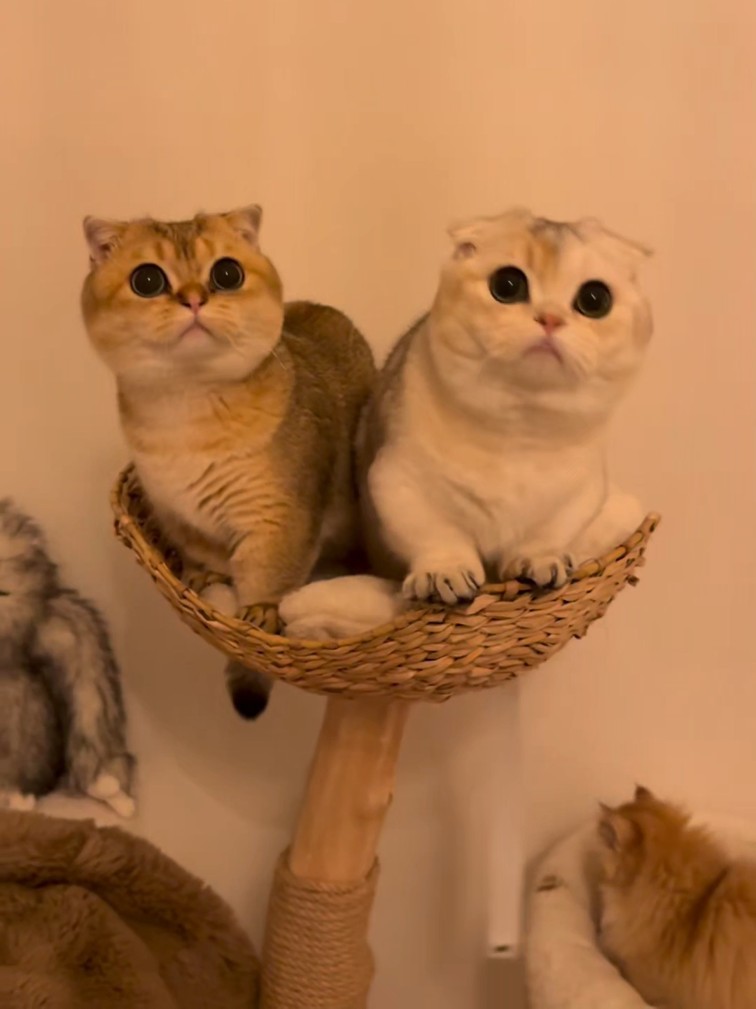 @Chonky World Of Cats
