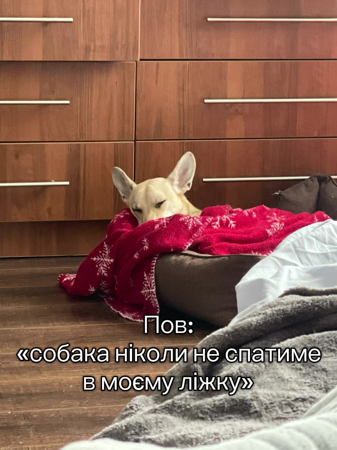 @Чіпік 🐶