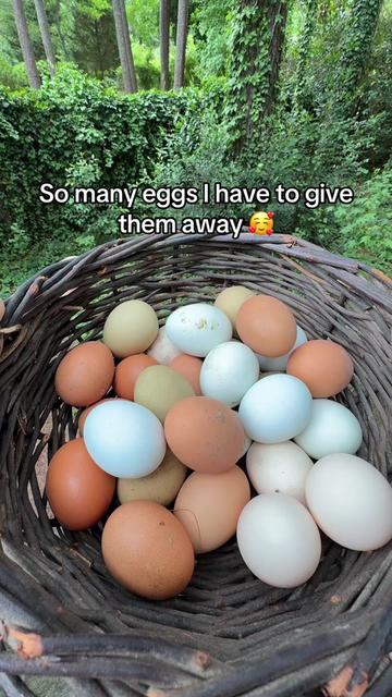 @foxxy
